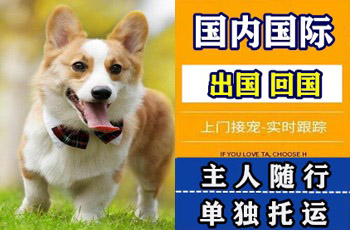 大兴安岭地区宠物托运公司大兴安岭地区宠物托运公司大兴安岭地区宠物托运公司